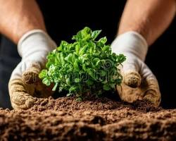 balcony gardening process