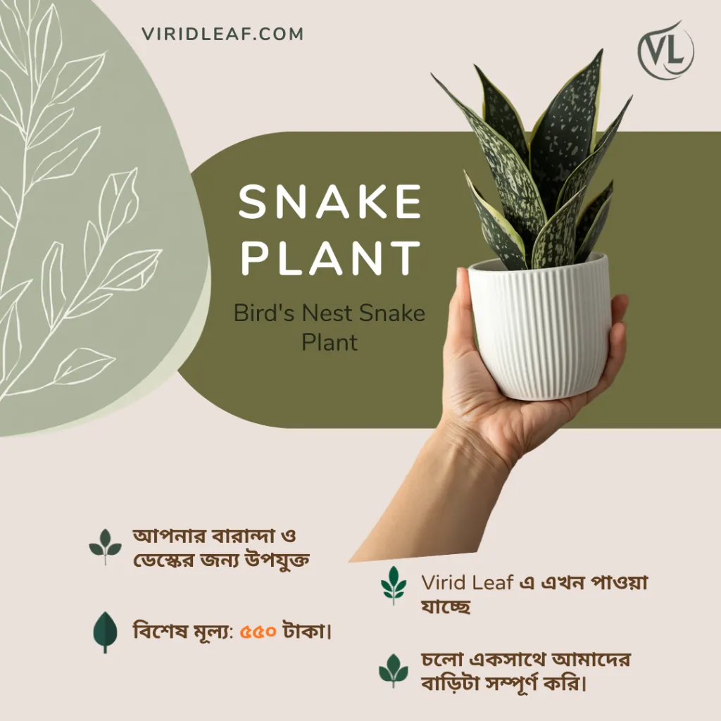 Snake plant post.webp