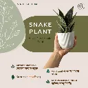 Snake plant post.webp