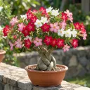 F1 Adenium Mixed (Desert Rose) Seeds — 20 Seed Pack