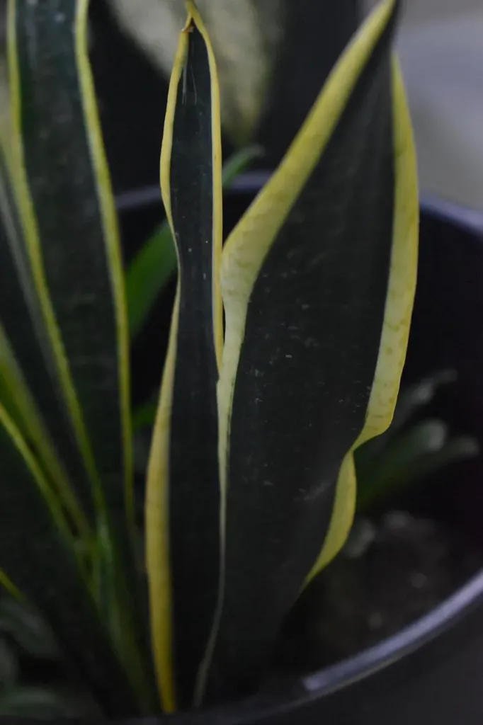 Snake Plant (স্নেক প্ল্যান্ট)