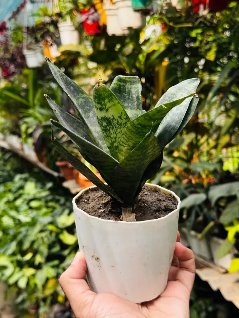 Bird’s Nest Snake Plant (Sansevieria Hahnii) – With Premium Ribbed Pot