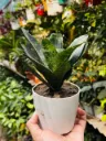 Bird’s Nest Snake Plant (Sansevieria Hahnii) – With Premium Ribbed Pot