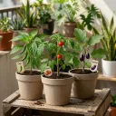 Hybrid Kitchen Garden Combo (3-Plant Veggie Starter Pack)