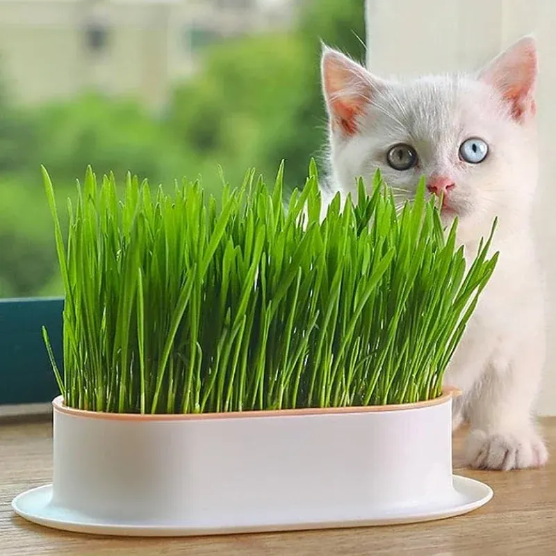 Cat Grass – Qualityseed Flower 