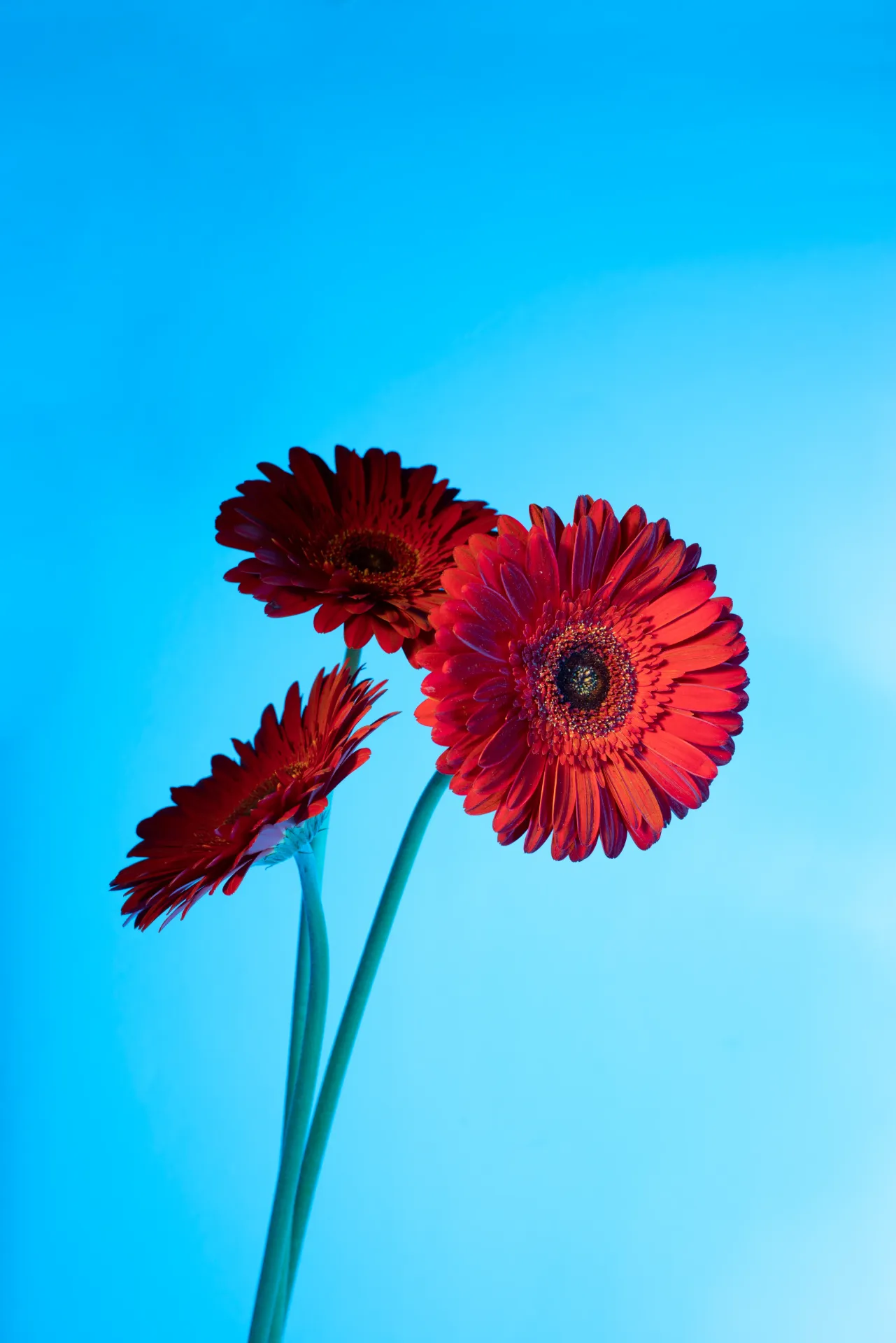 Red Sunflower – Qualityseed Flower