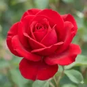 KEMEI Rose Seeds (Rosa rugosa) — Fragrant & Hardy Shrub